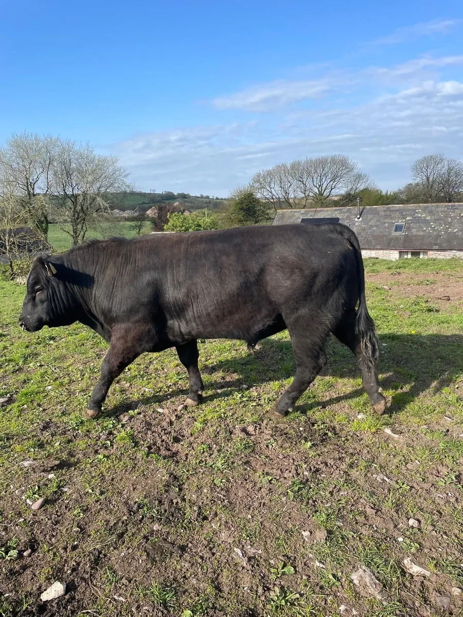 Pedigree Angus Bulls for sale - Image 1