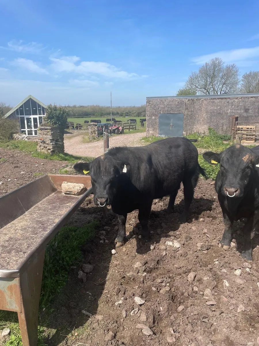 Pedigree Angus Bulls for sale - Image 2