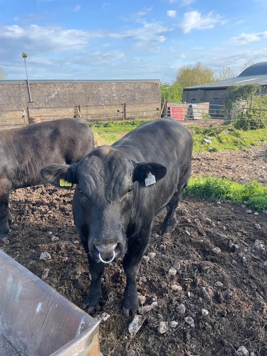 Pedigree Angus Bulls for sale - Image 3