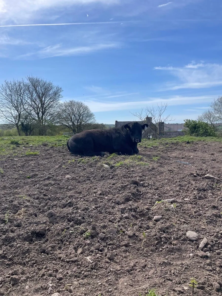 Pedigree Angus Bulls for sale - Image 4