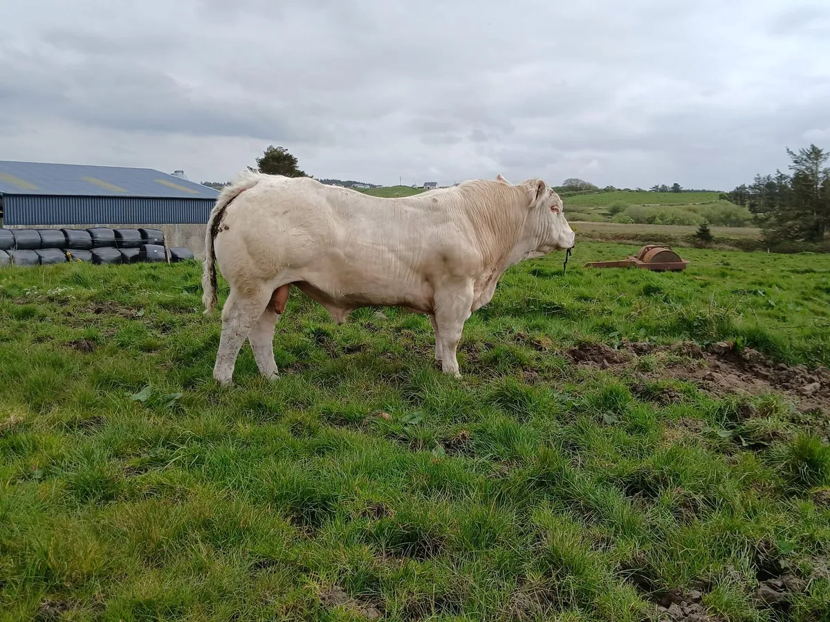 Charolais Bulls - Image 1