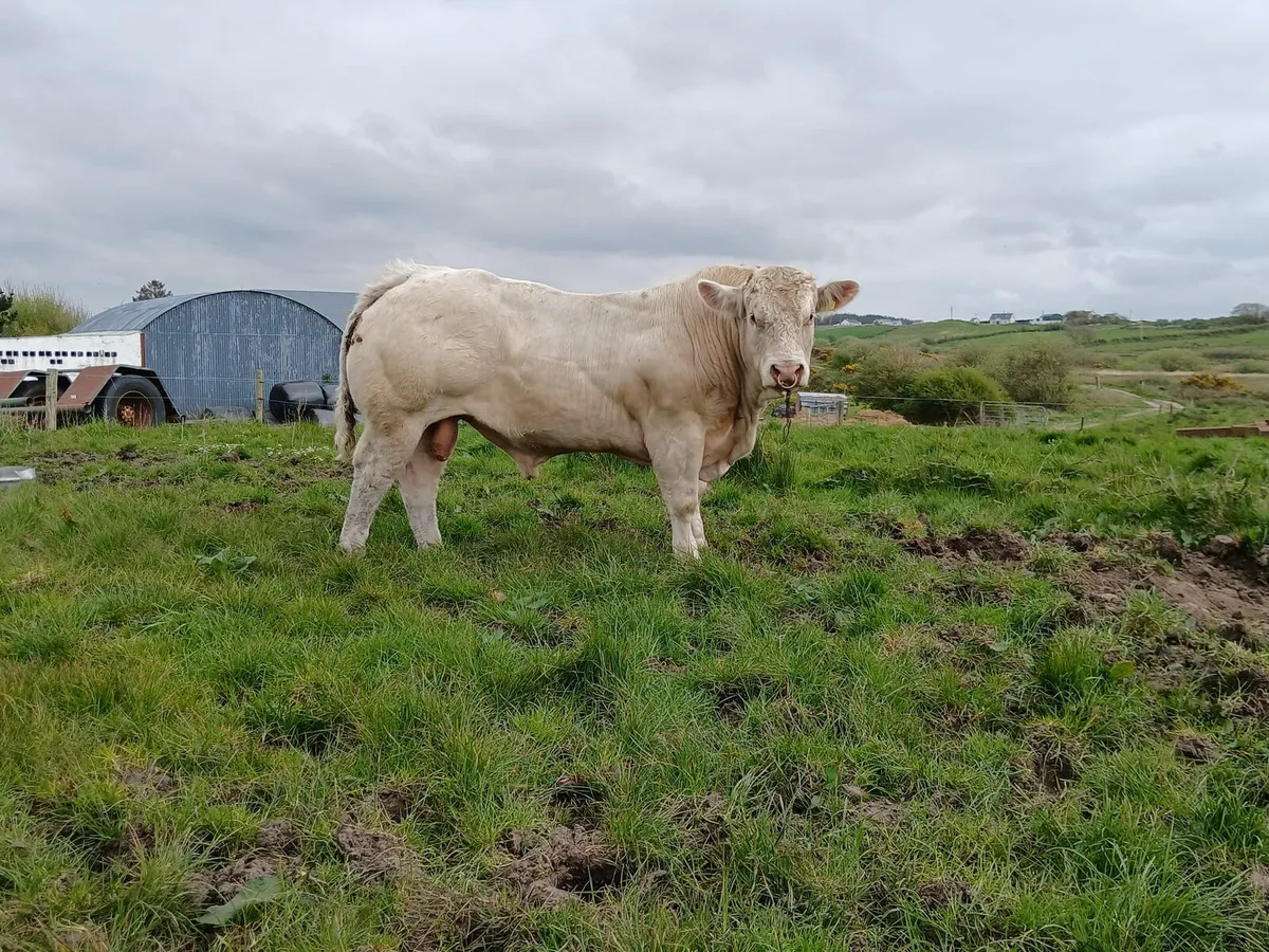 Charolais Bulls - Image 2