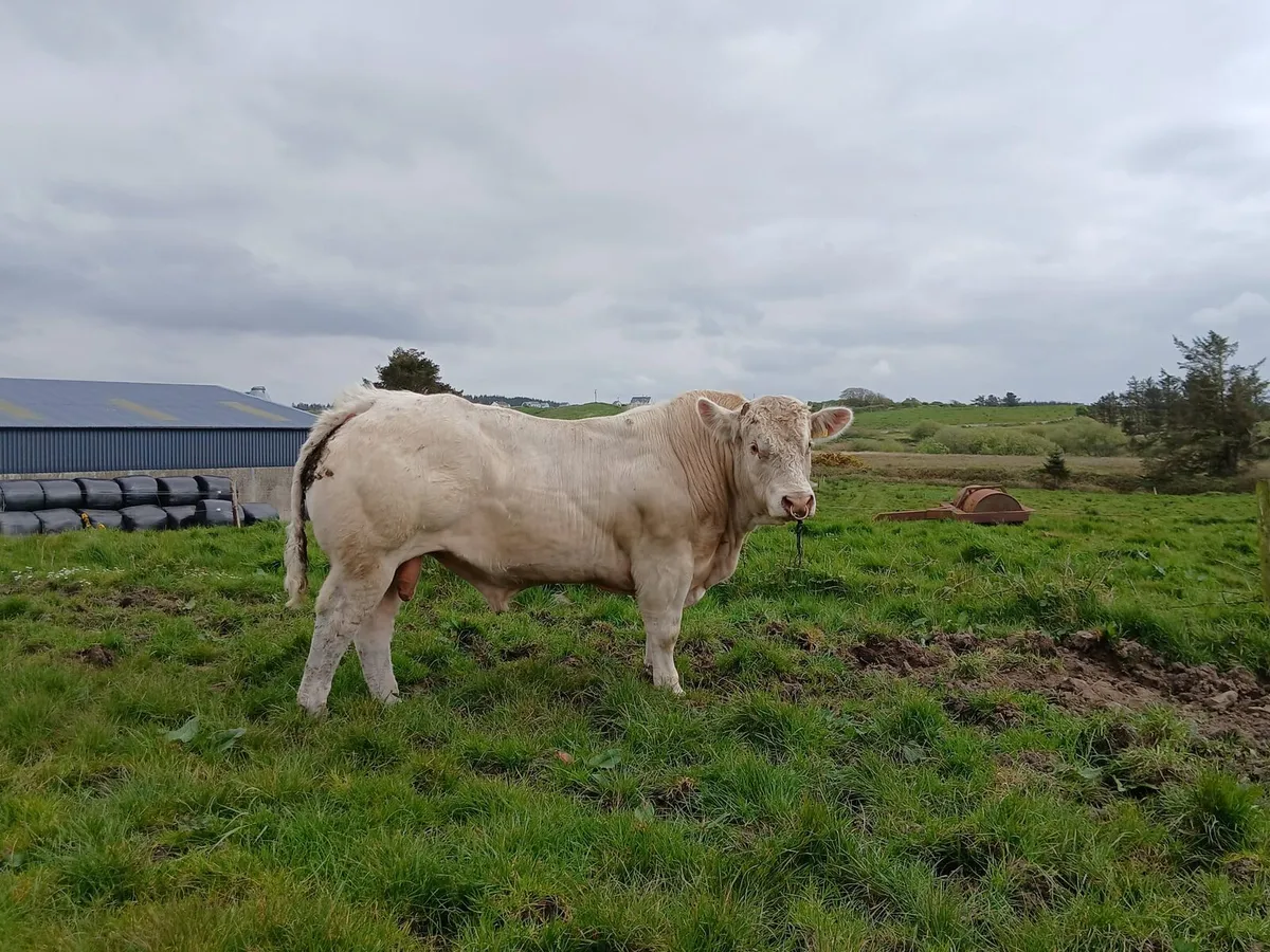 Charolais Bulls - Image 3