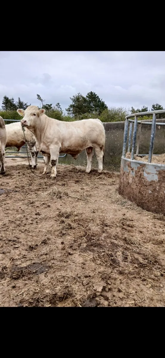 Charolais Bulls - Image 4