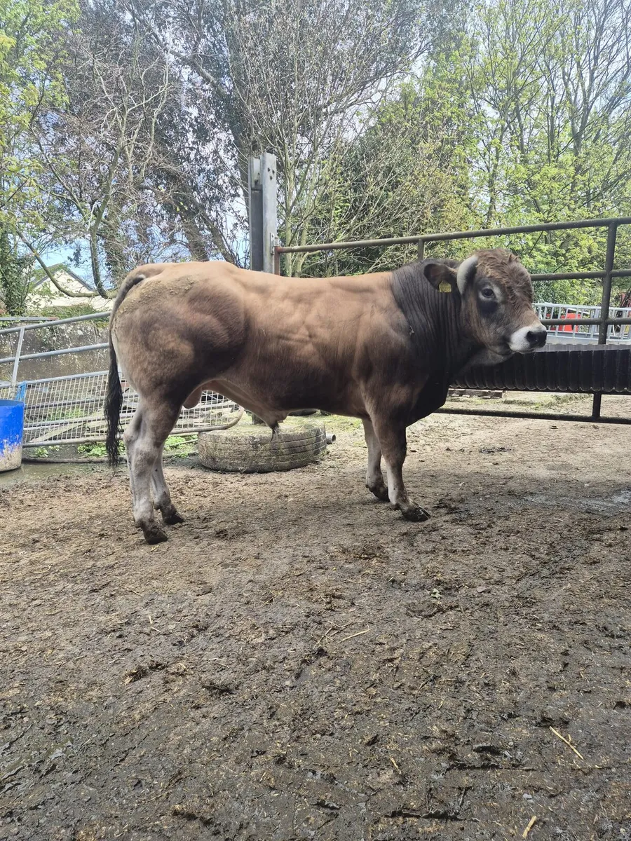 5 Parthenaise Bulls - Image 4