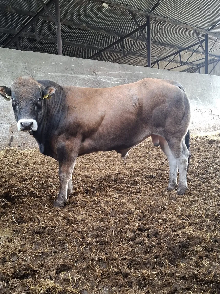 5 Parthenaise Bulls - Image 1