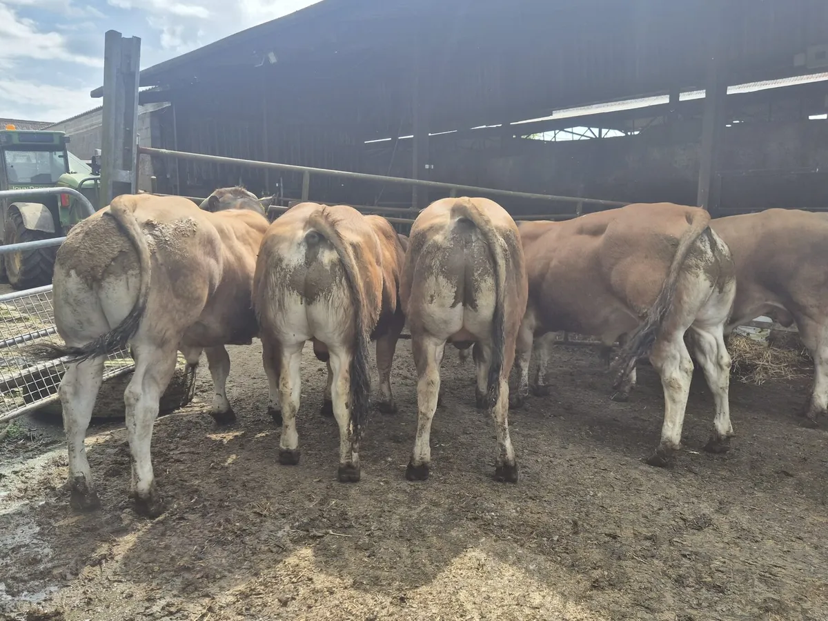 5 Parthenaise Bulls - Image 2