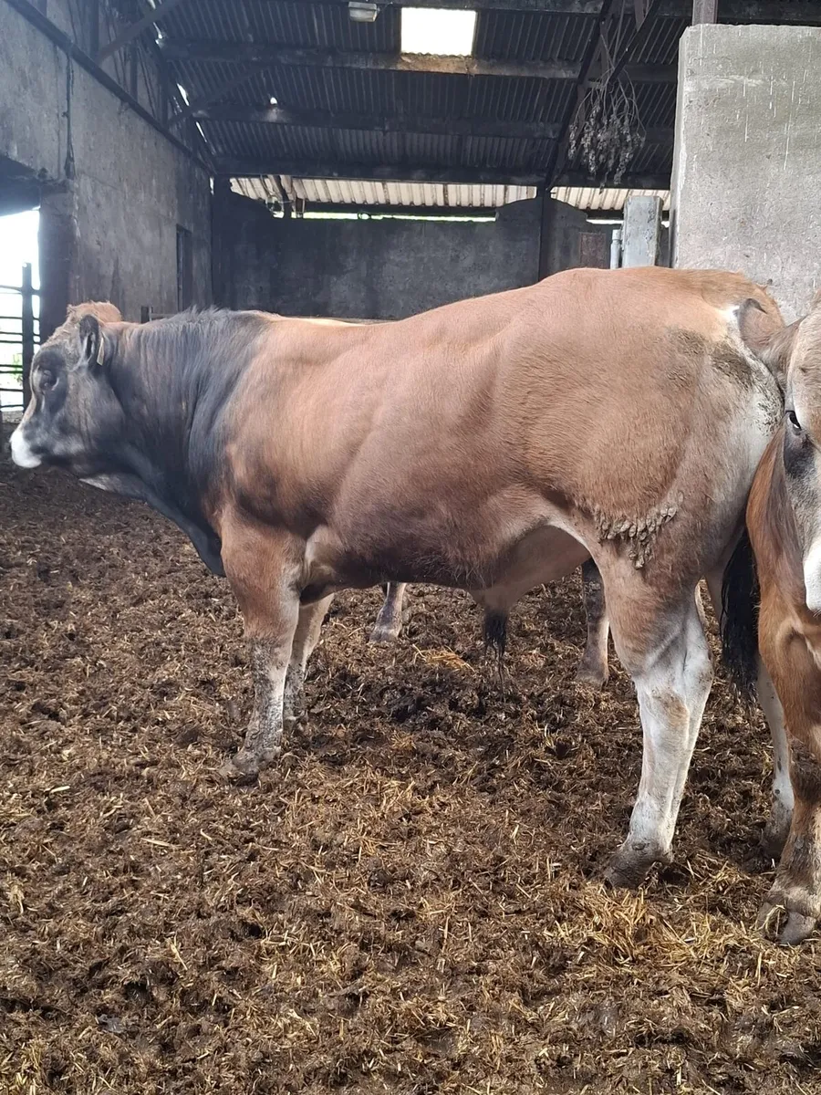 5 Parthenaise Bulls - Image 3