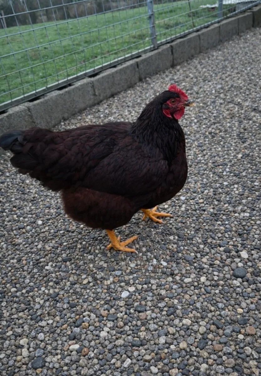 Fertile eggs + poultry - Image 3