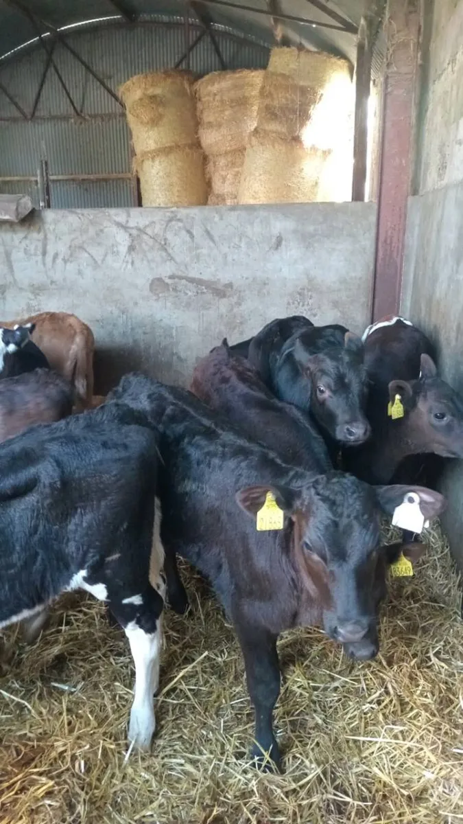 💥 15 super reared calves 💥 - Image 1