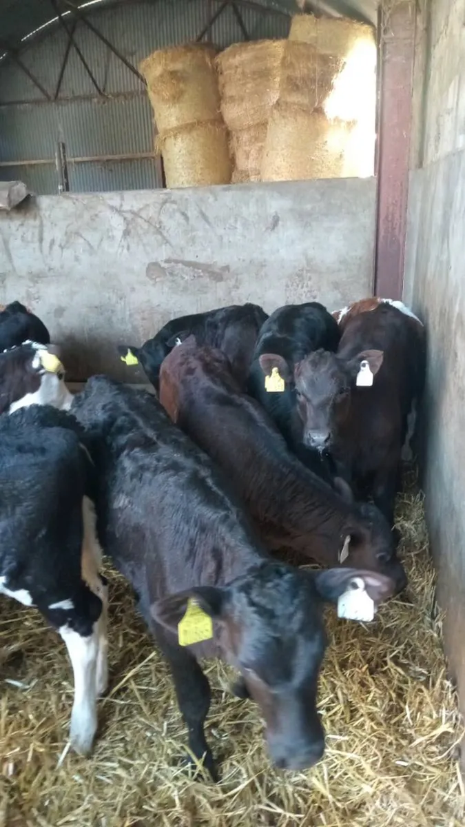 💥 15 super reared calves 💥 - Image 3