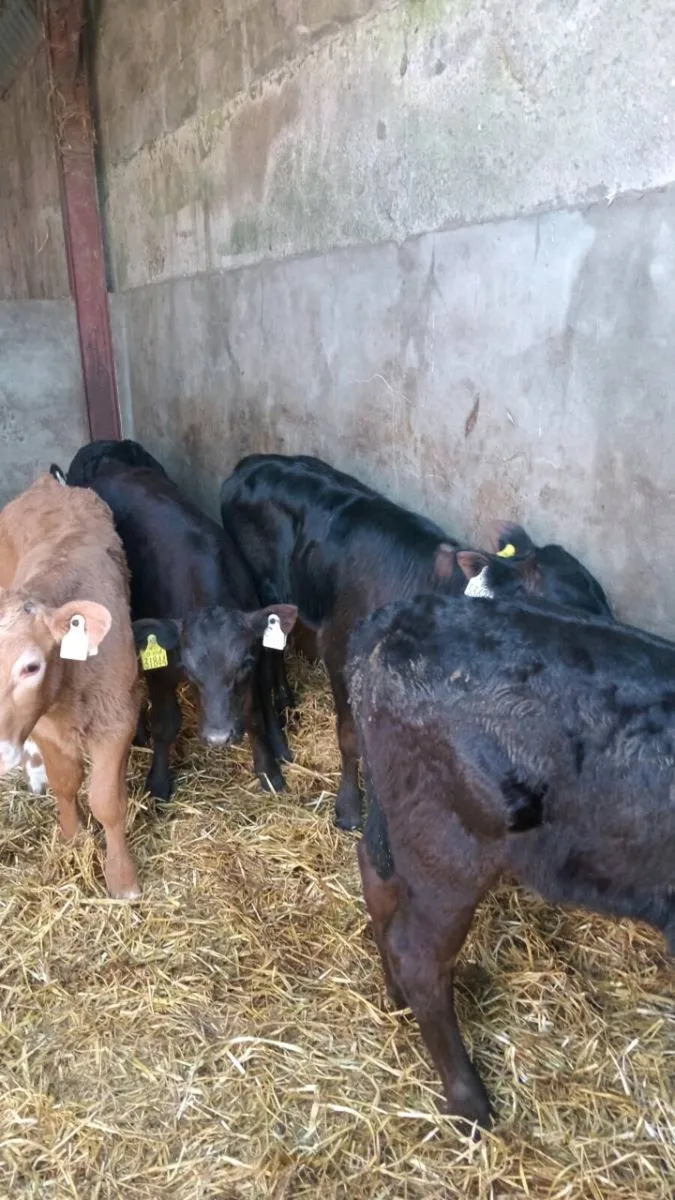 💥 15 super reared calves 💥 - Image 4