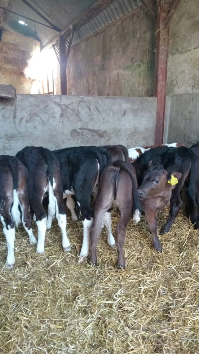 💥 15 super reared calves 💥 - Image 2