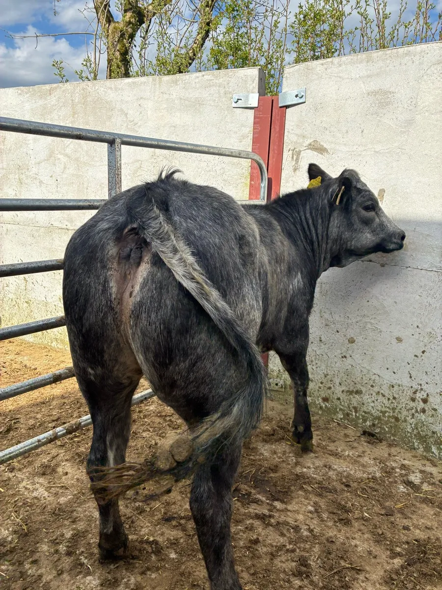 Super Breeding heifer - Image 2