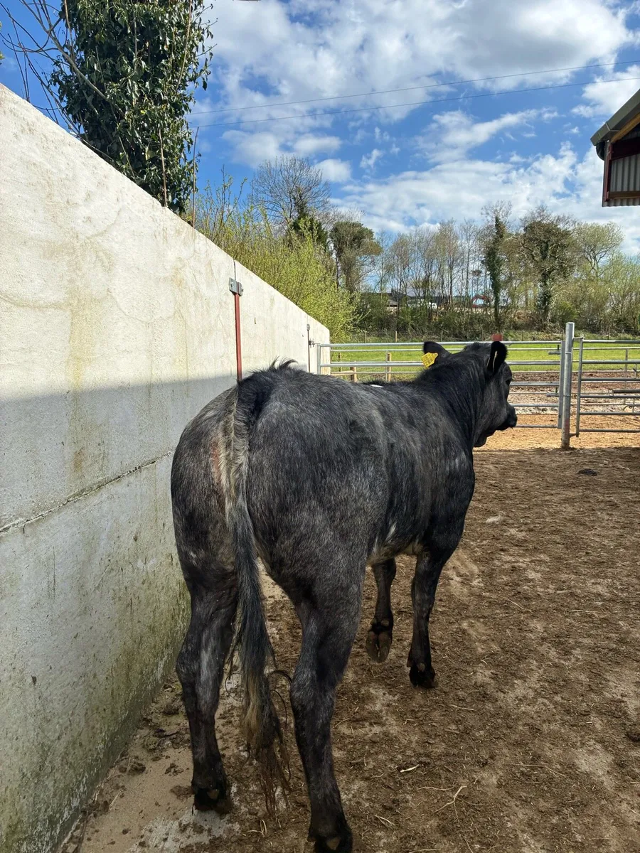 Super Breeding heifer - Image 3