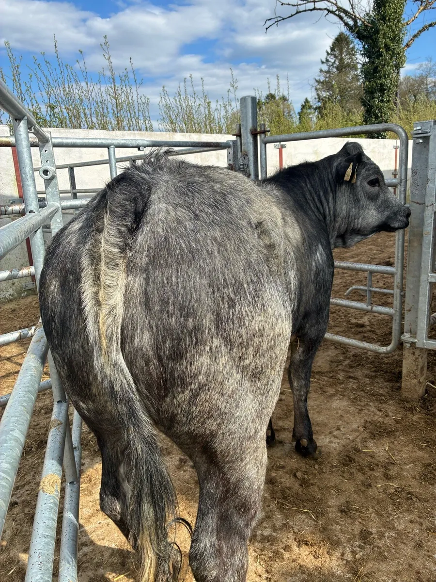 Super Breeding heifer - Image 4