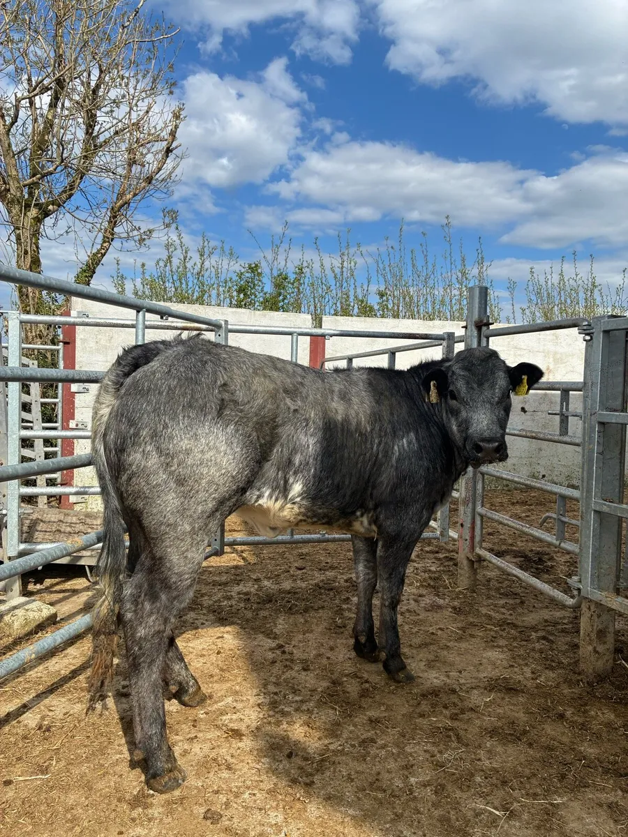 Super Breeding heifer - Image 1