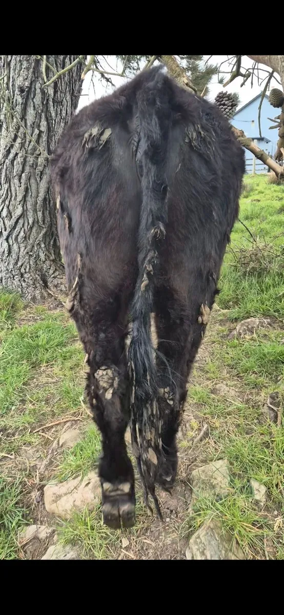 Heifer for sale - Image 2
