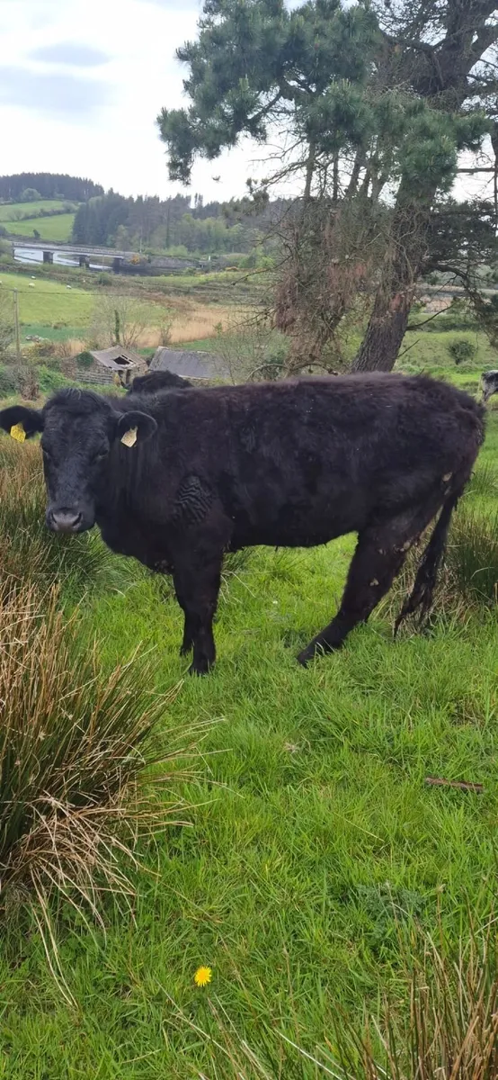 Heifer for sale - Image 1