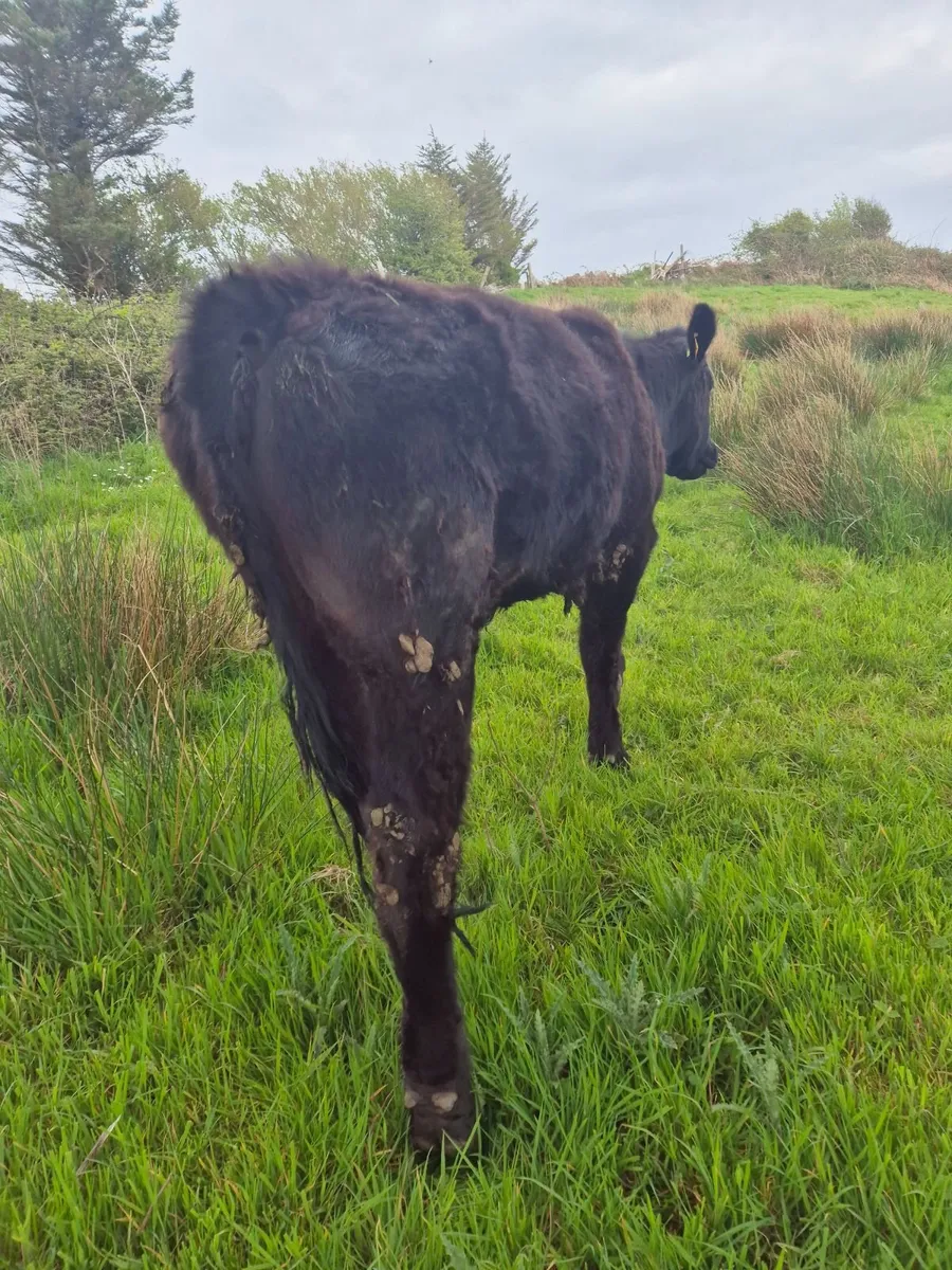 Heifer for sale - Image 3