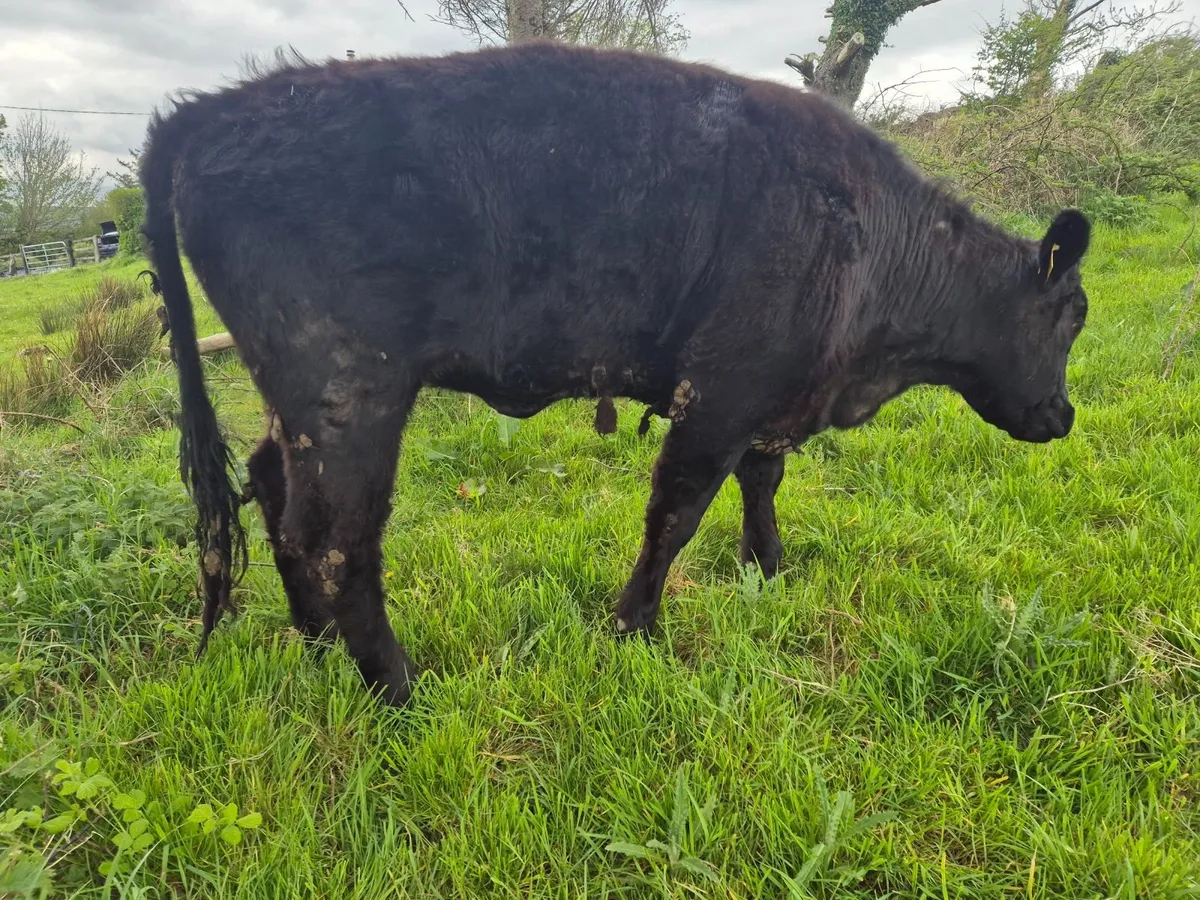 Heifer for sale - Image 4