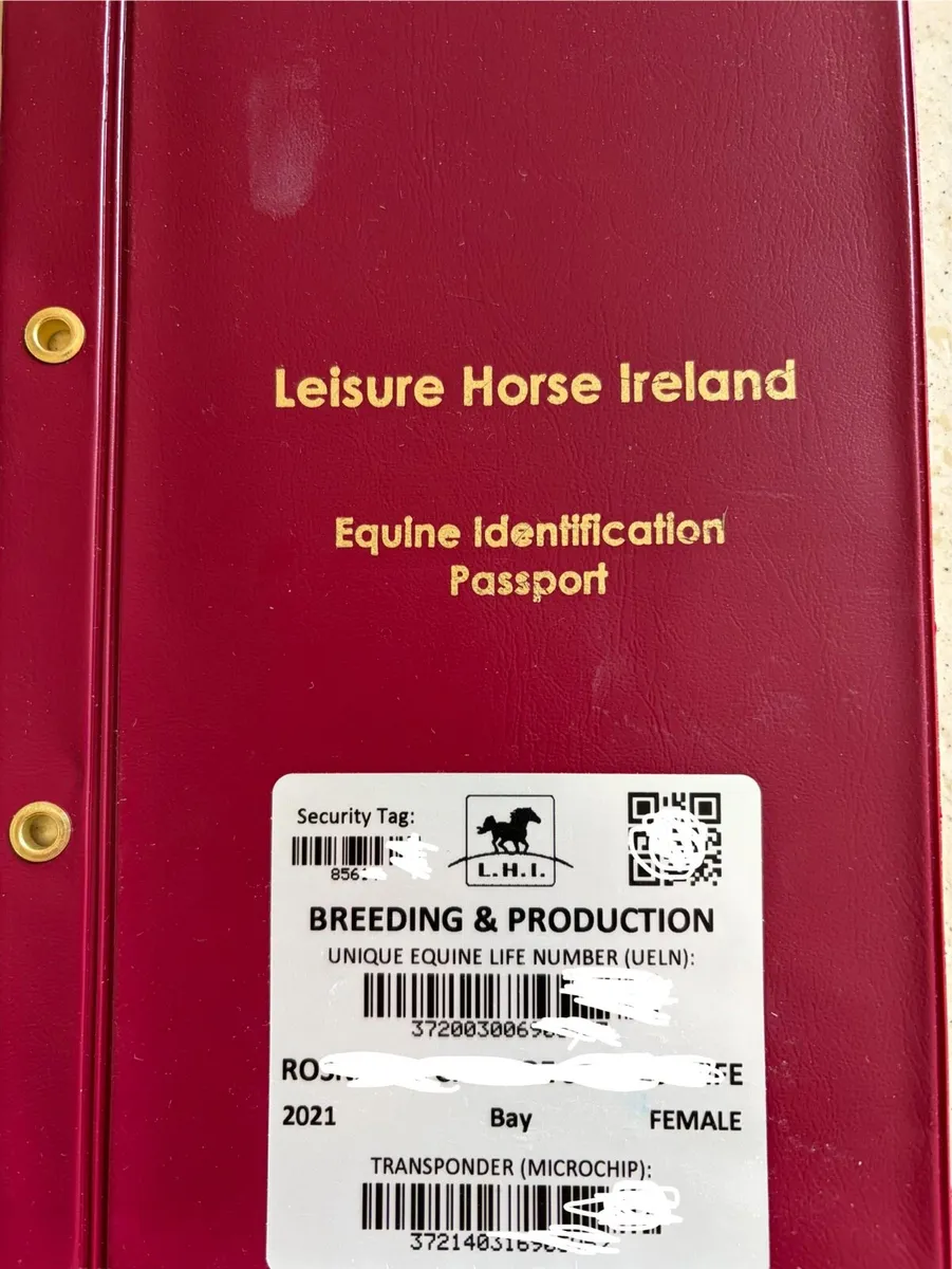 16hh mare unbroken - Image 3