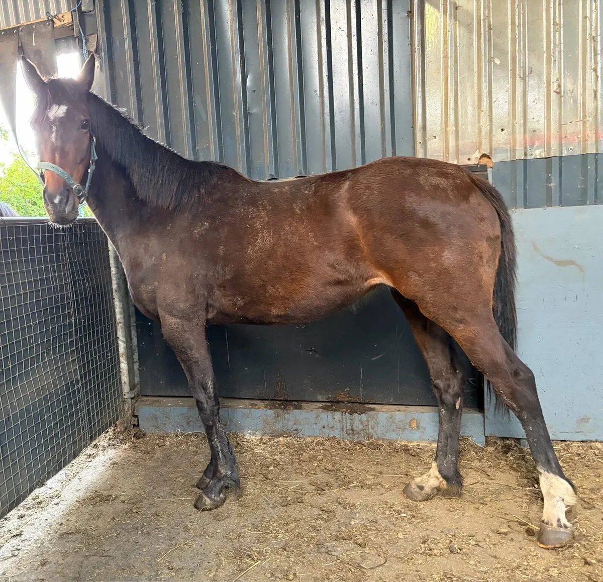 16hh mare unbroken - Image 4