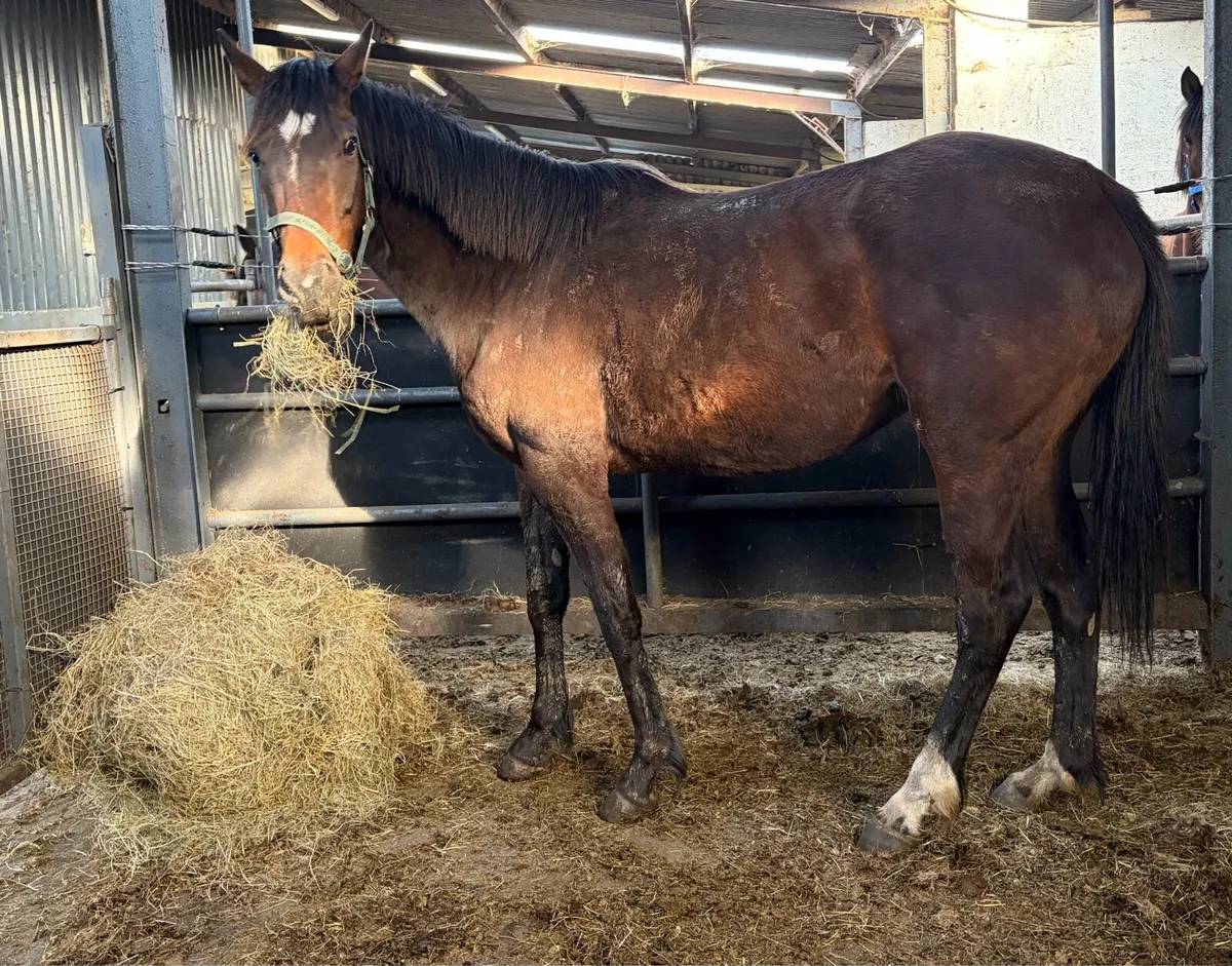 16hh mare unbroken - Image 1