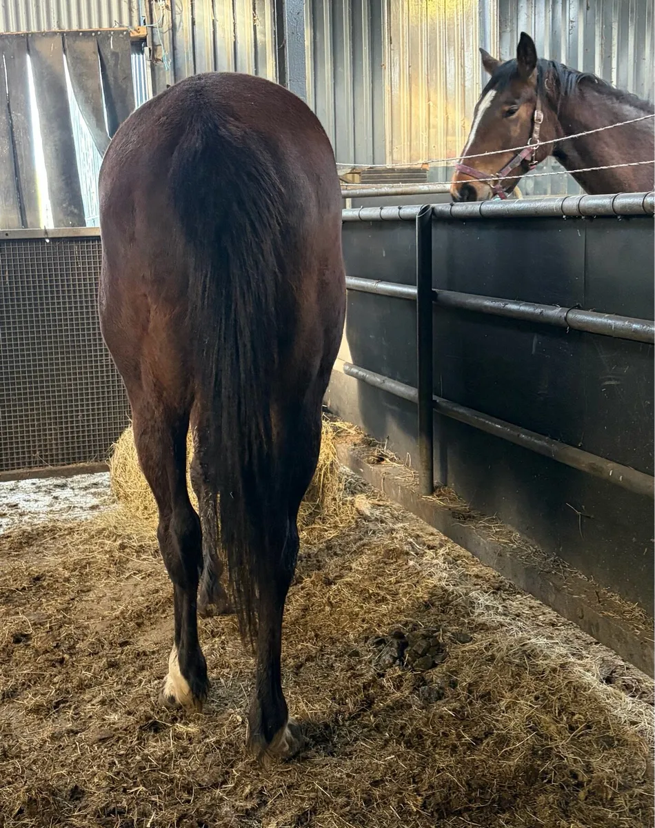 16hh mare unbroken - Image 2