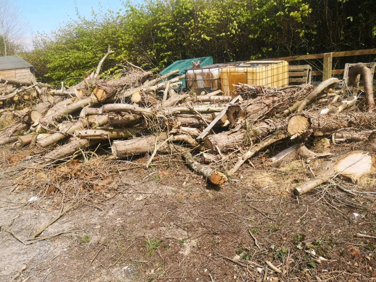 Large pile of conifer timber - Image 1