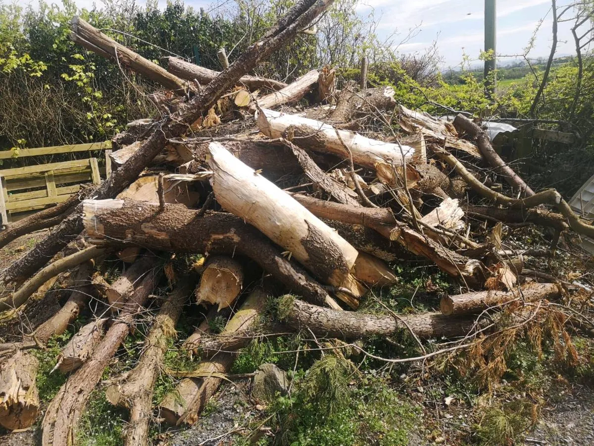Large pile of conifer timber - Image 2