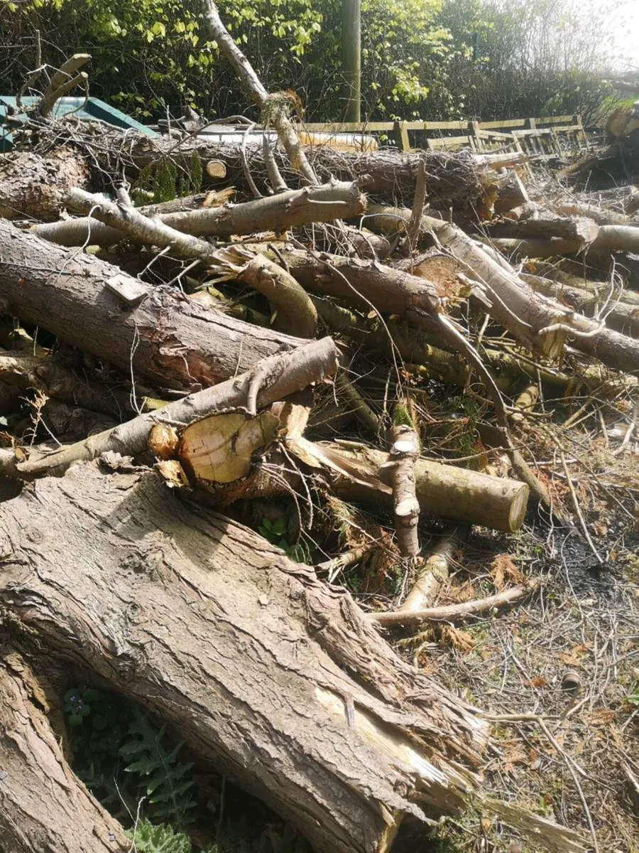 Large pile of conifer timber - Image 3