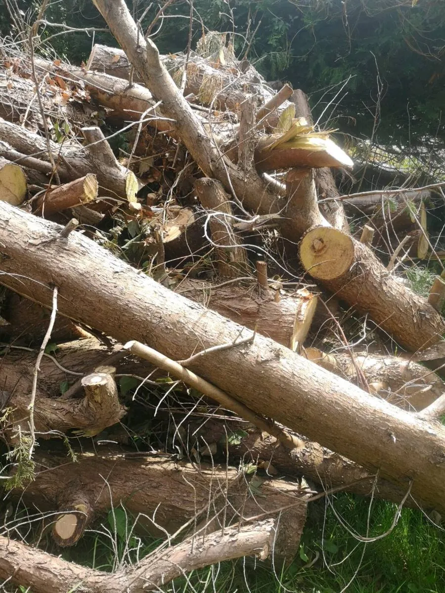 Large pile of conifer timber - Image 4
