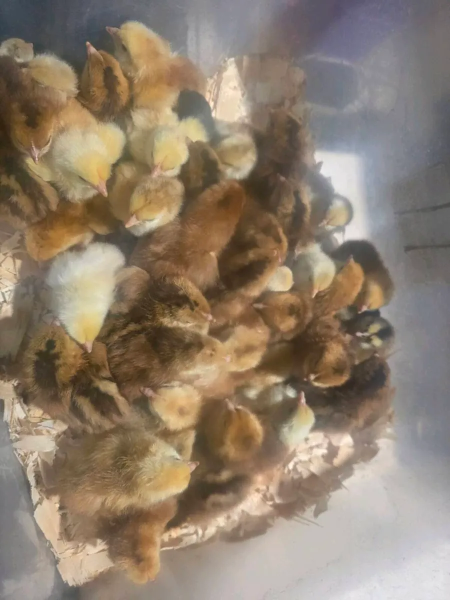 Large selection of day old chicks