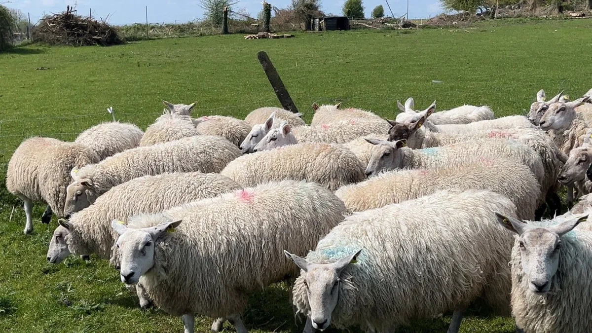 Ewe hoggets - Image 1