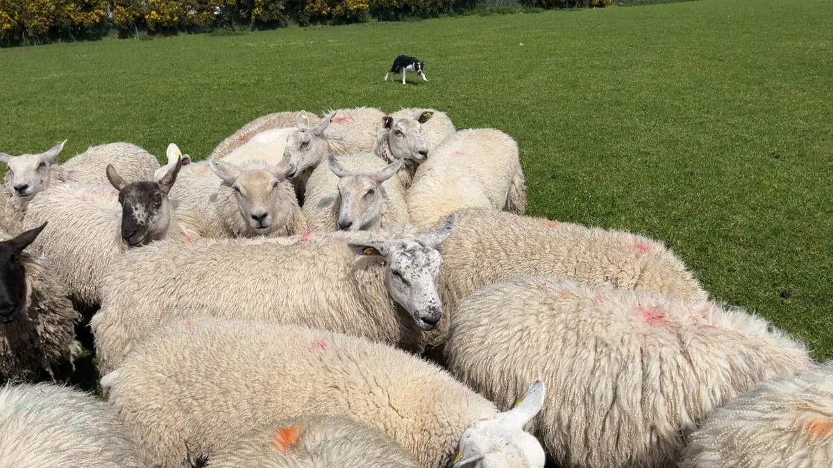 Ewe hoggets - Image 3