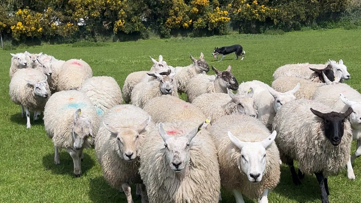 Ewe hoggets - Image 2