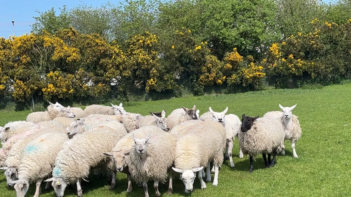 Ewe hoggets - Image 4