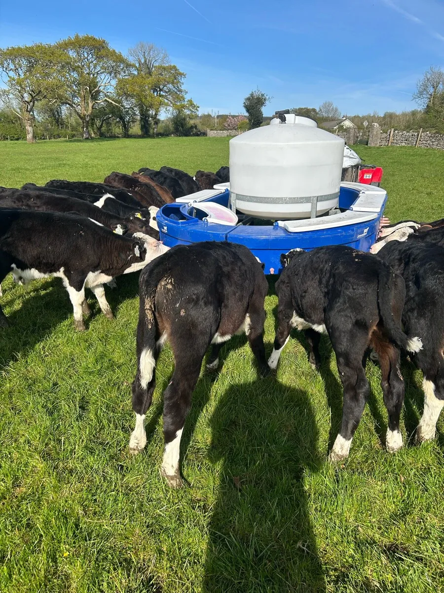 Top grade Hereford and Angus bulls - Image 2