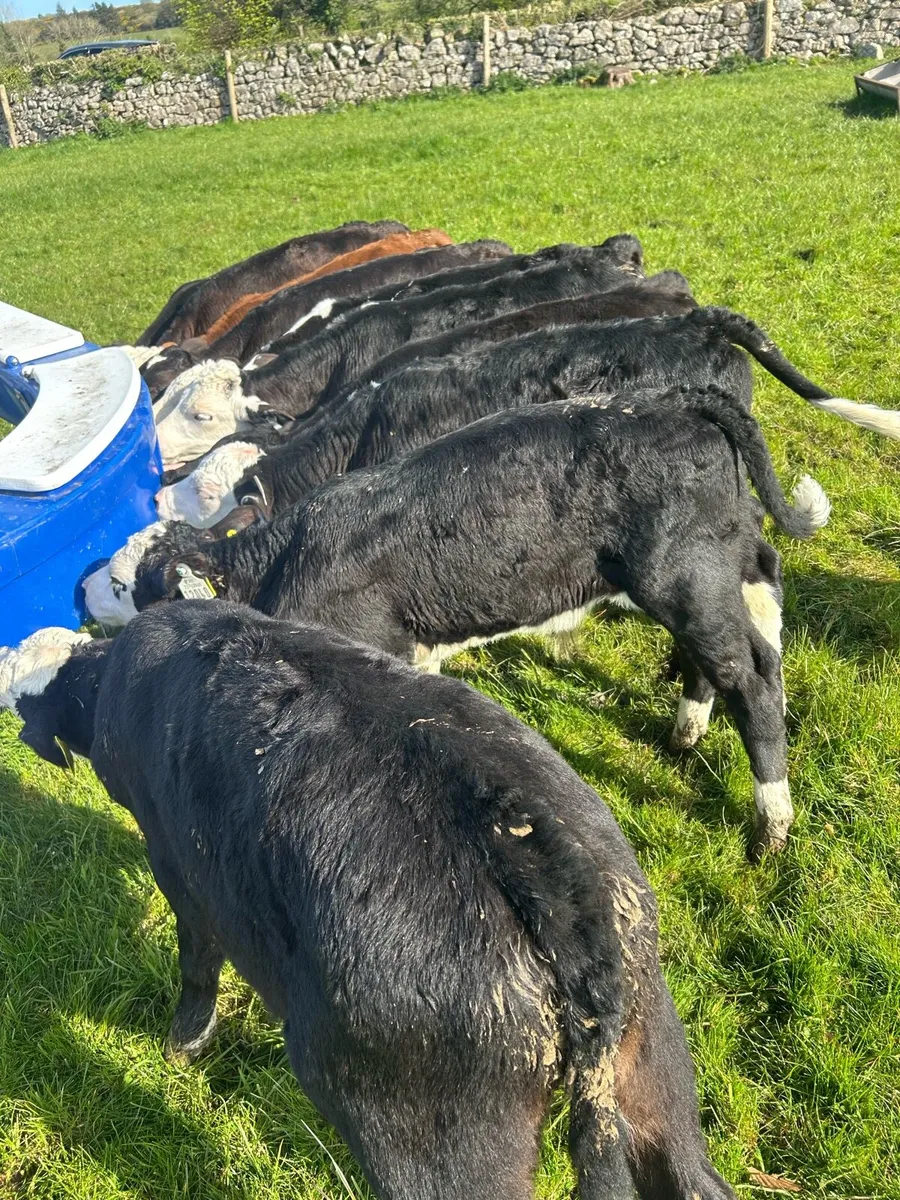 Top grade Hereford and Angus bulls - Image 3