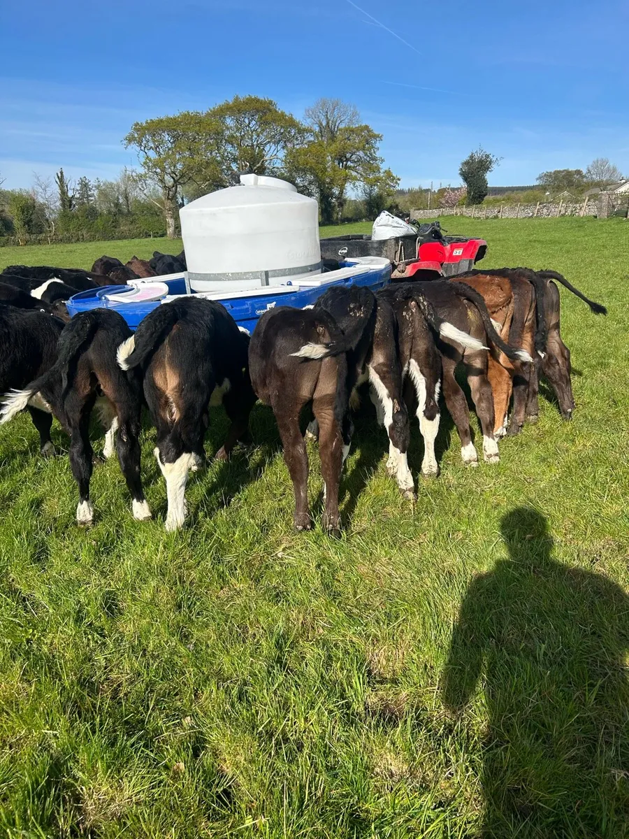 Top grade Hereford and Angus bulls - Image 4