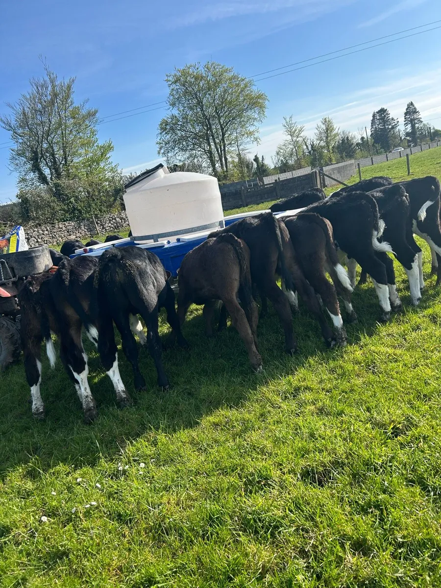 Top grade Hereford and Angus bulls - Image 1