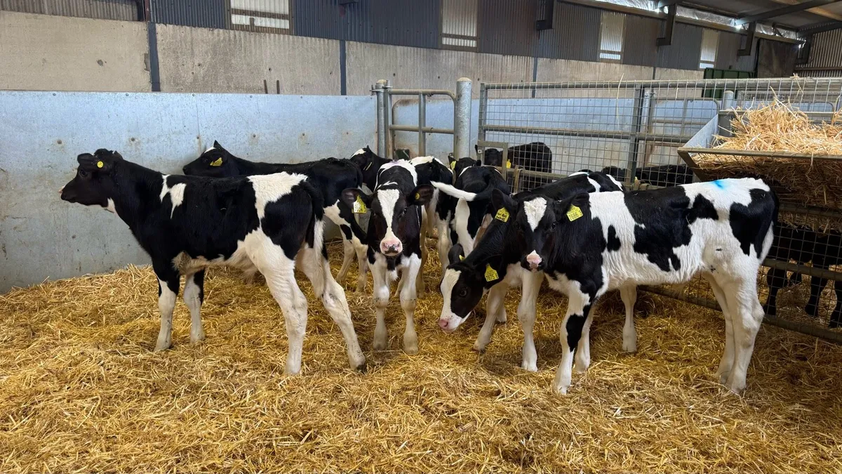 Friesian Bulls - Image 1