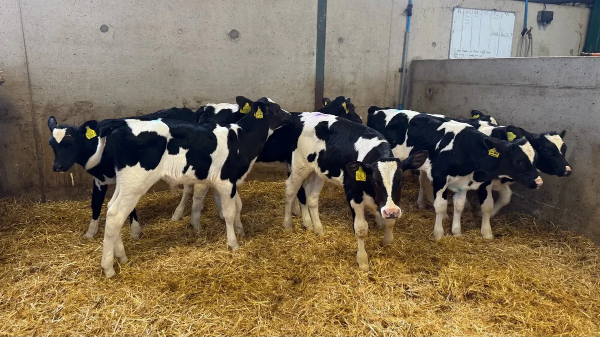 Friesian Bulls - Image 2