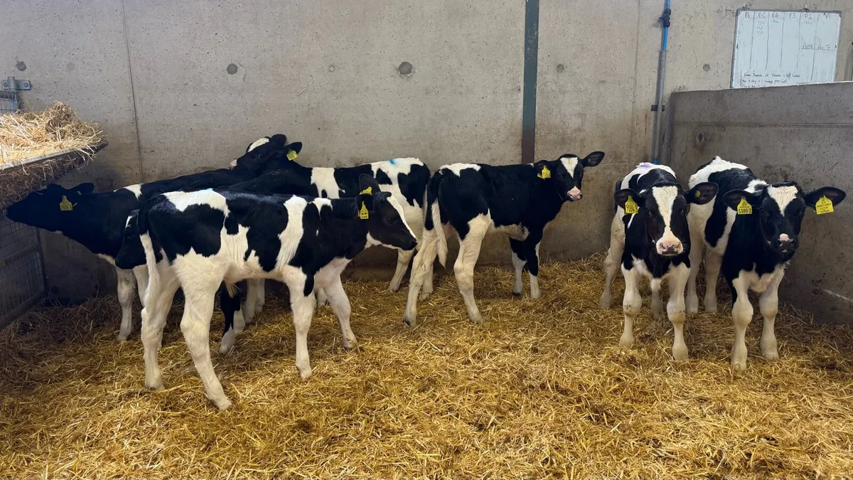 Friesian Bulls - Image 3