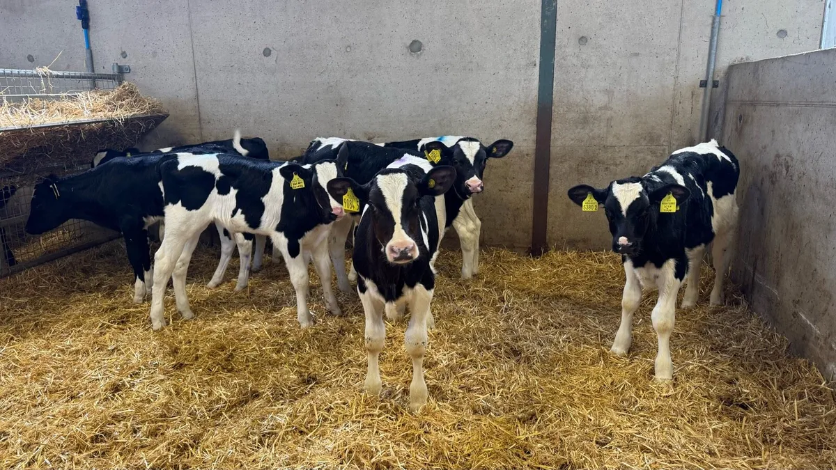 Friesian Bulls - Image 4