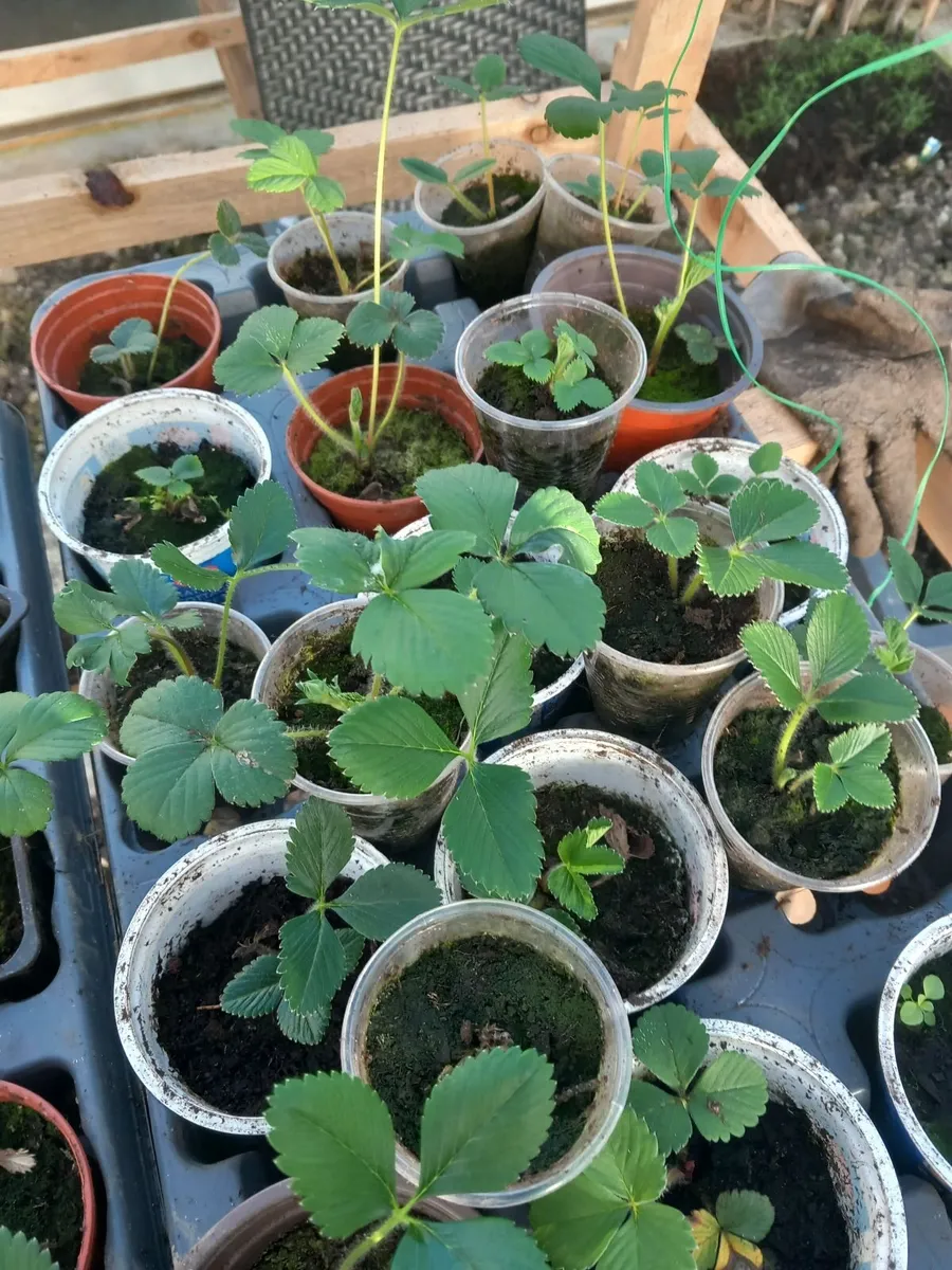 Tomatoe plants