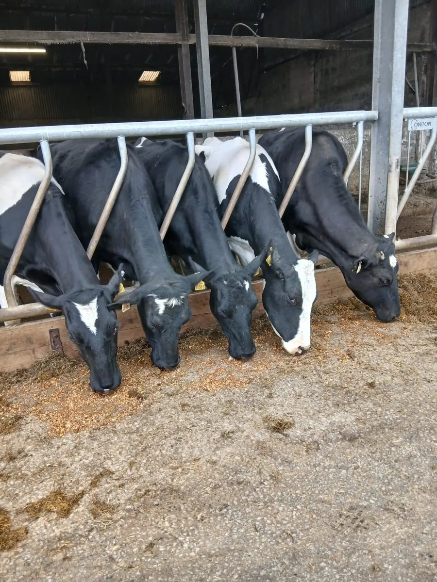 Calved dairy cows - Image 1