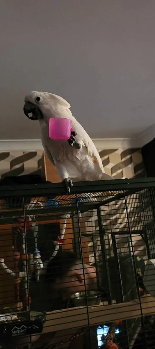 Male Umbrella Cockatoo Parrot - Image 2
