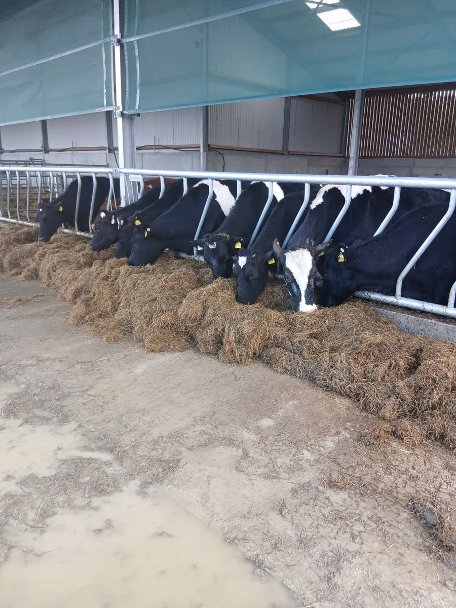 Calved dairy cows - Image 2